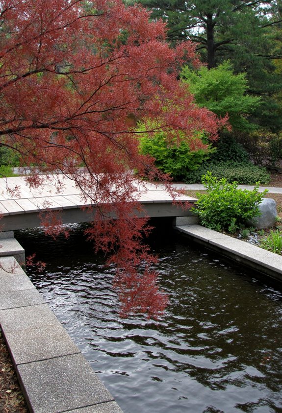 japanese maple water harmony