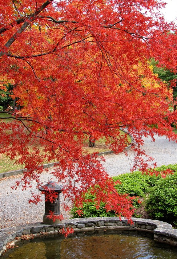 japanese maples autumn magic