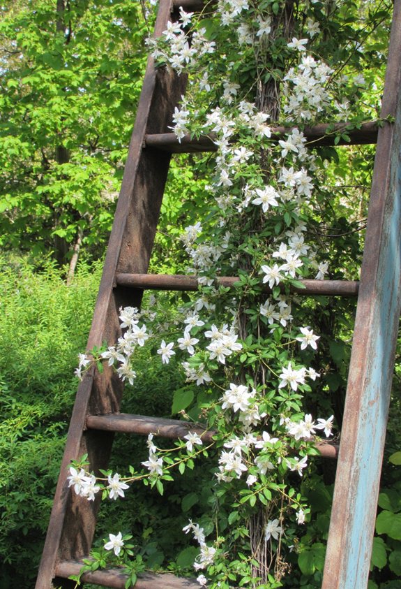 ladder turned garden trellis