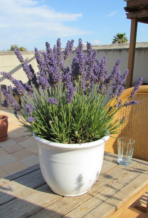 lavender in white ceramic