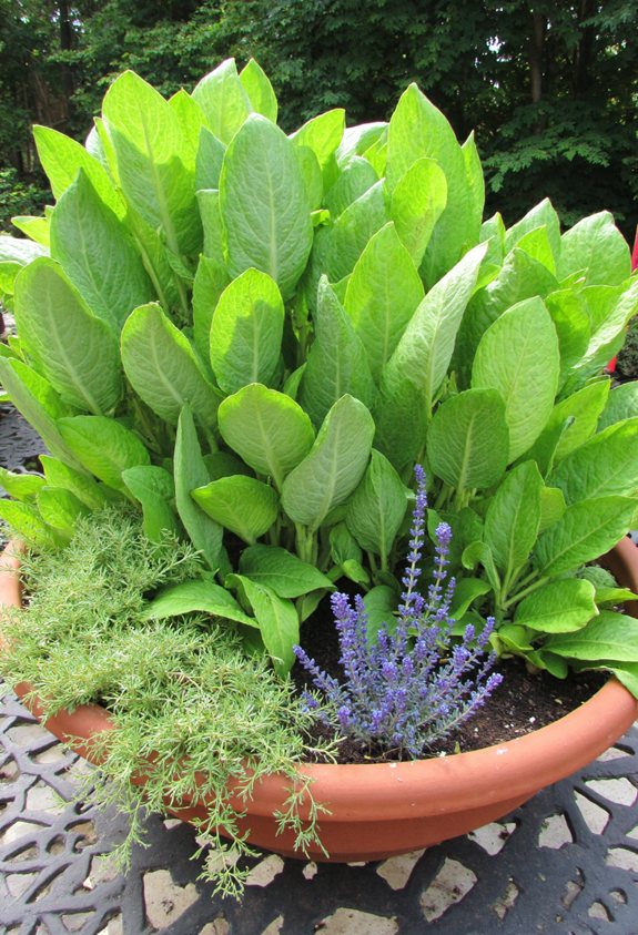 low light companion plant pot