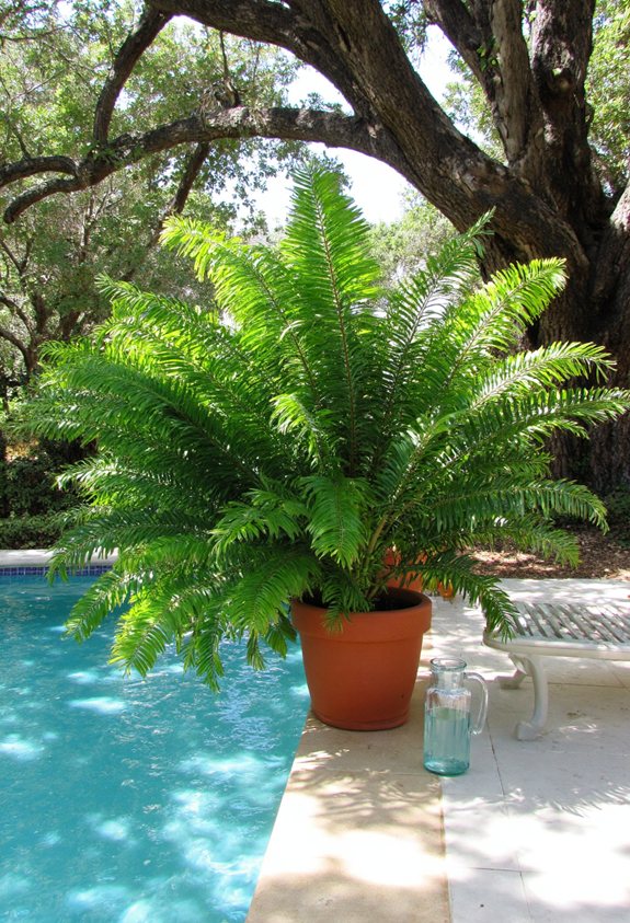 low light fern shade companions