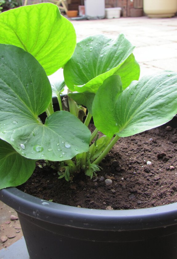 moisture rich airy potting mix