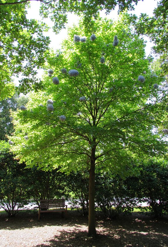 morning sun afternoon shade
