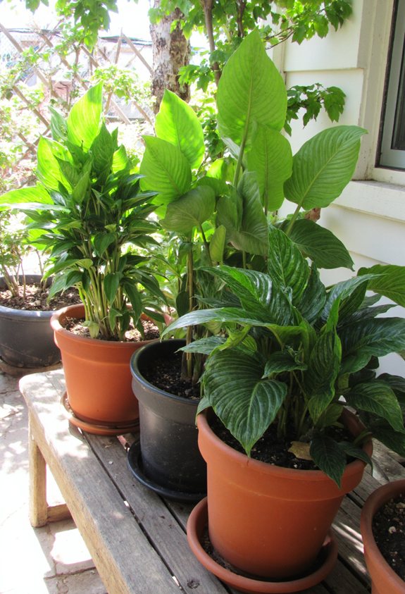 morning sun partial shade
