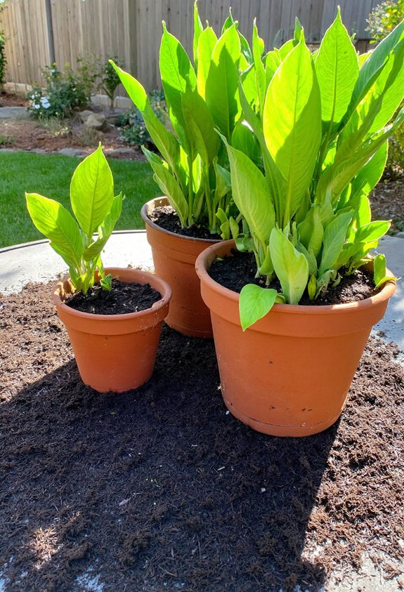 mulch to preserve moisture