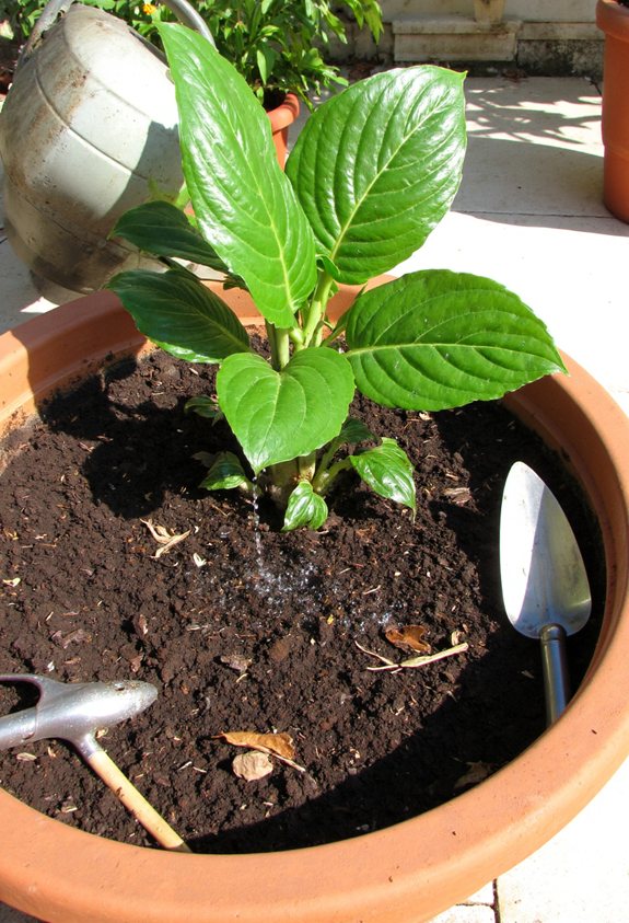 organic matter boosts growth