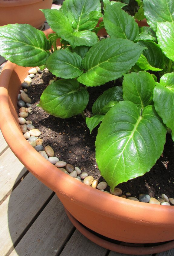 pebble drainage for hosta