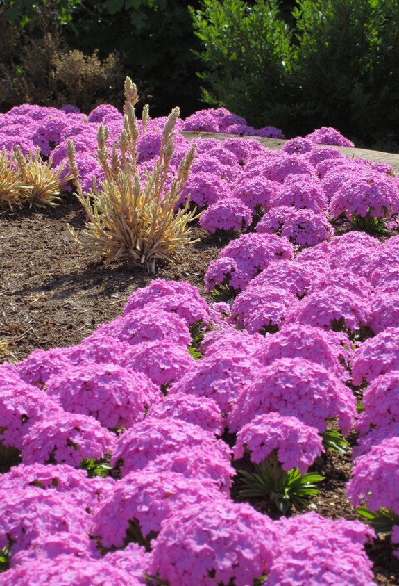 phlox growth and bloom care
