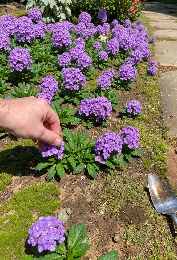 plant and phlox planting steps