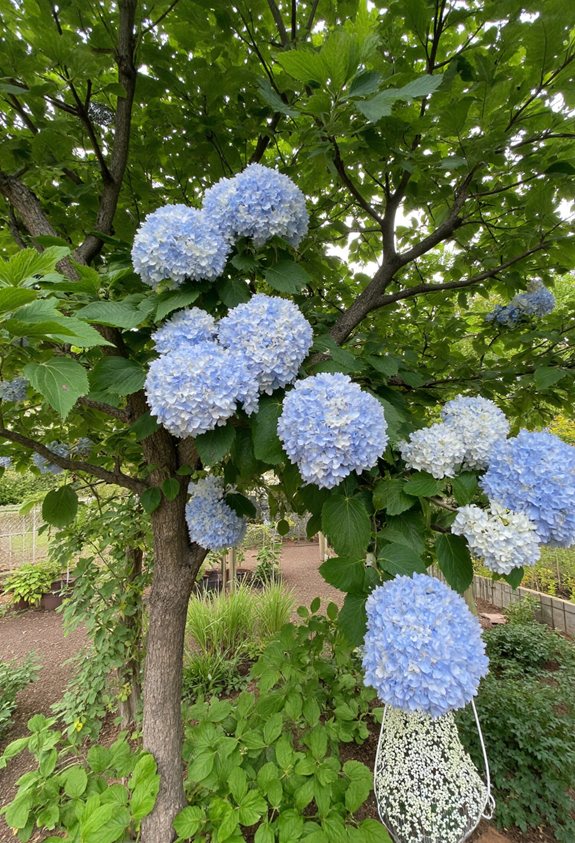 powdery mildew rescue steps