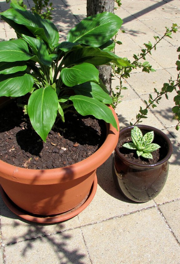 repot hostas every few years