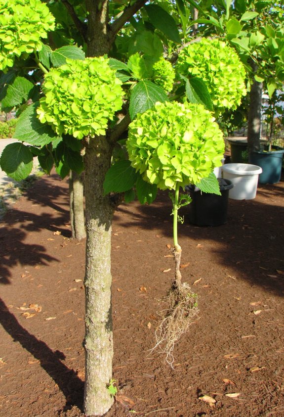 root cuttings layer branches