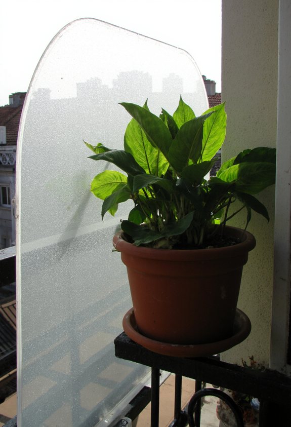 secure balcony hostas with windbreak