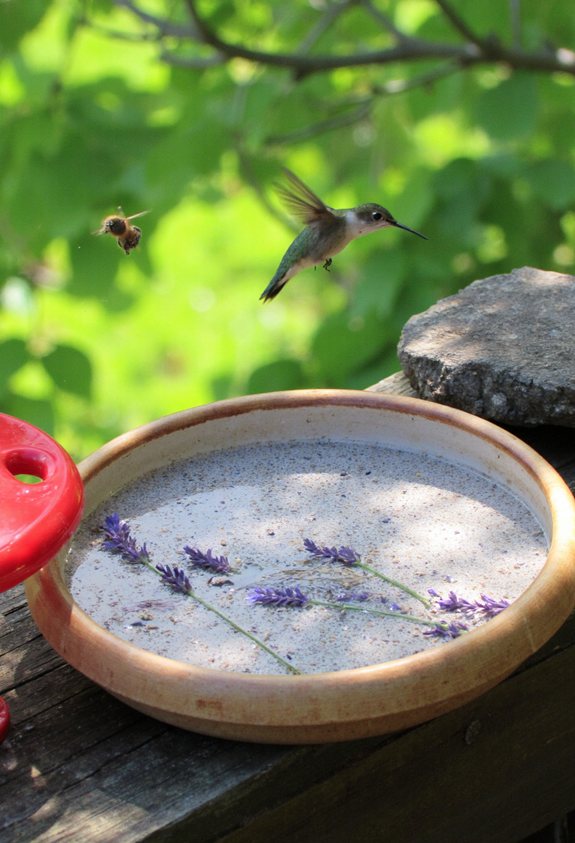 separate raised feeder shallow bee bath