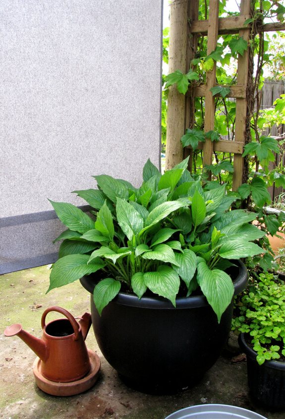 shade cloth for hostas