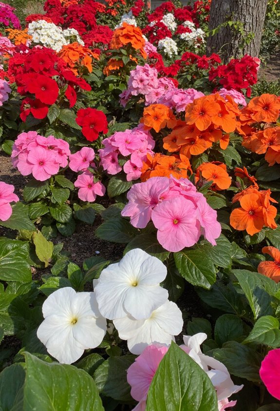 shade loving continuous bloom impatiens