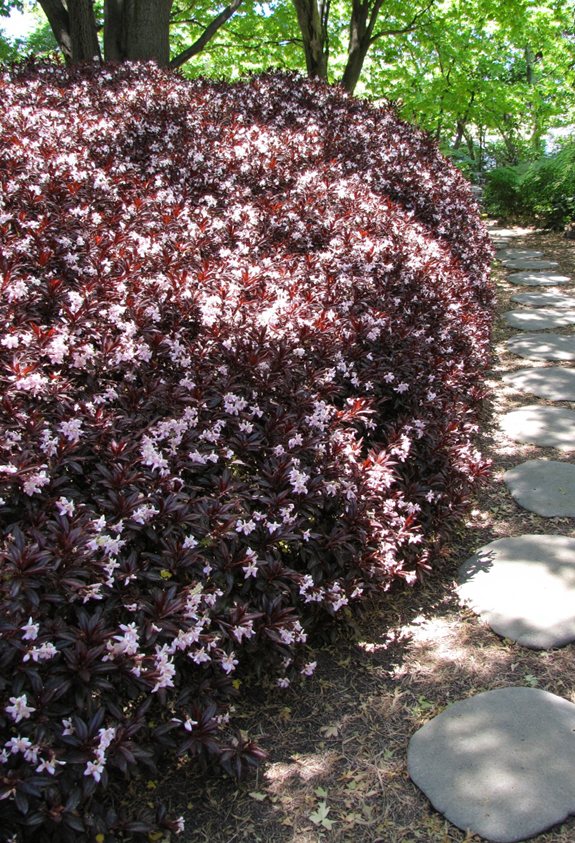 shade tolerant azalea groundcover