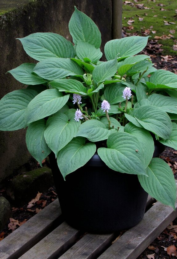 shade tolerant glossy hosta