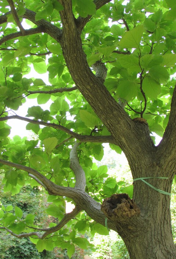 soft ties shape branches