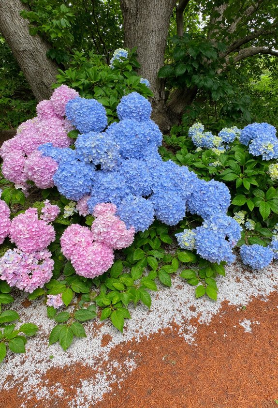 soil ph color hydrangea