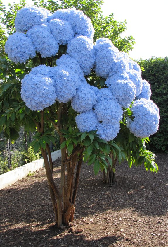 sturdy stakes for hydrangeas