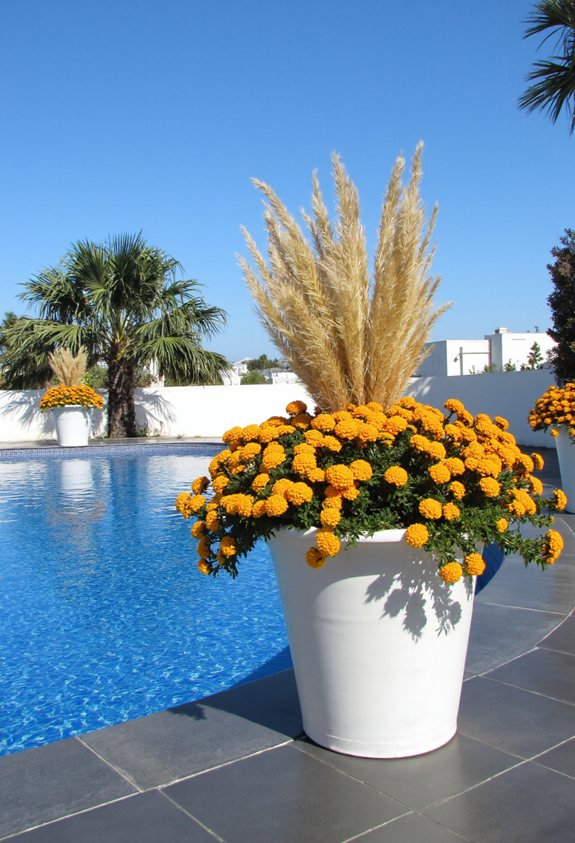 sunny pest repelling marigolds