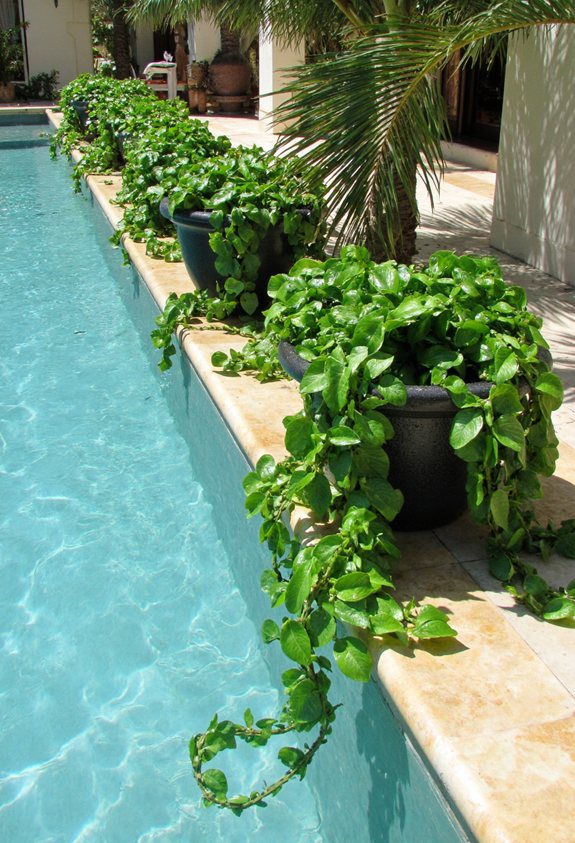 trailing low maintenance pool greenery
