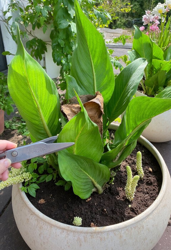 trim dying hosta foliage