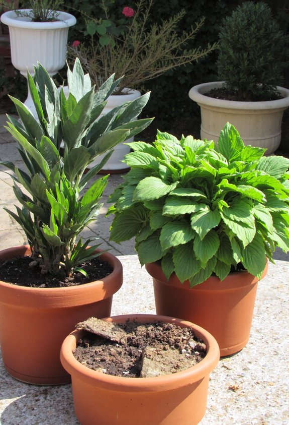 trim hostas prevent overcrowding