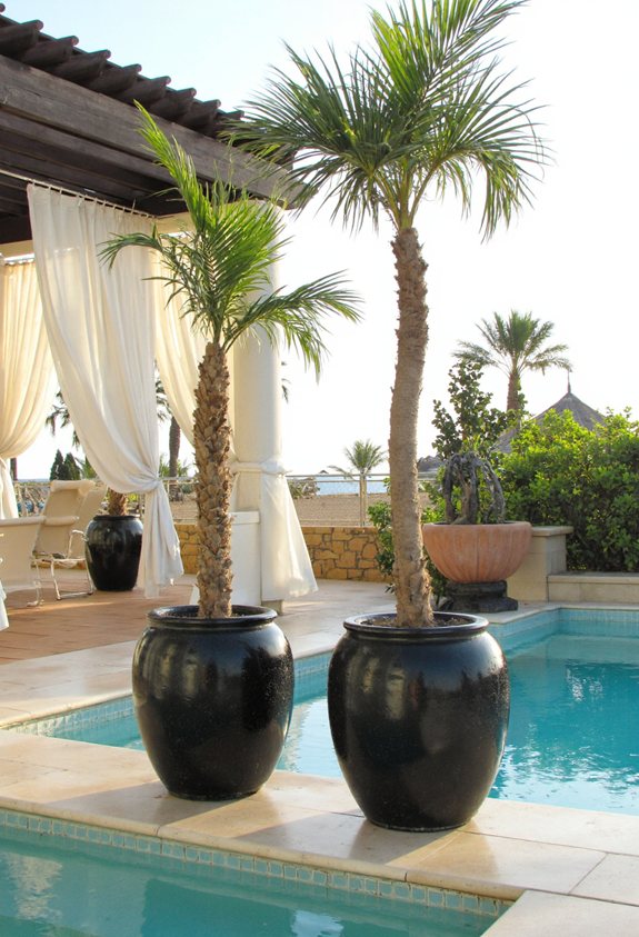 tropical palm resort vibe