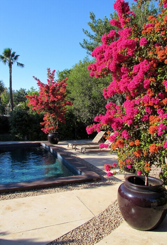 vibrant potted bougainvillea display