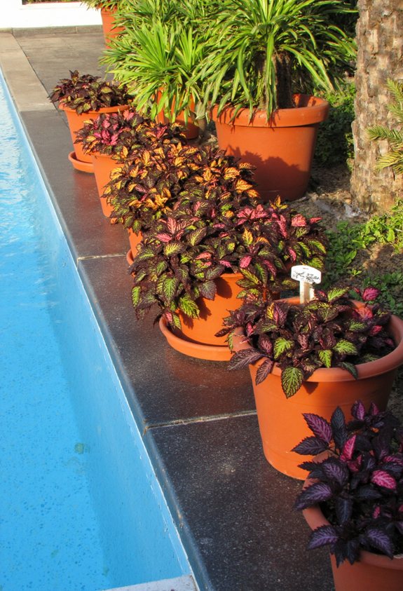 vibrant shady poolside foliage