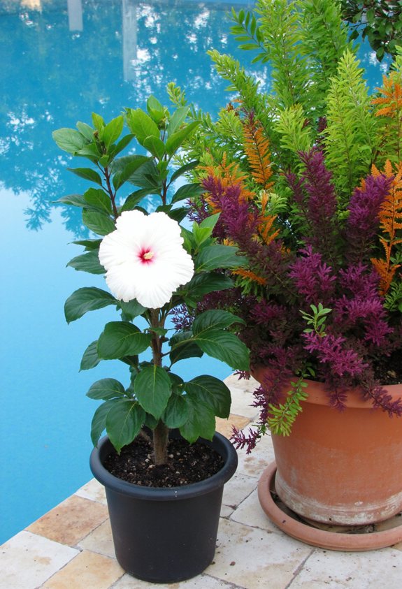 white hibiscus softens boldness