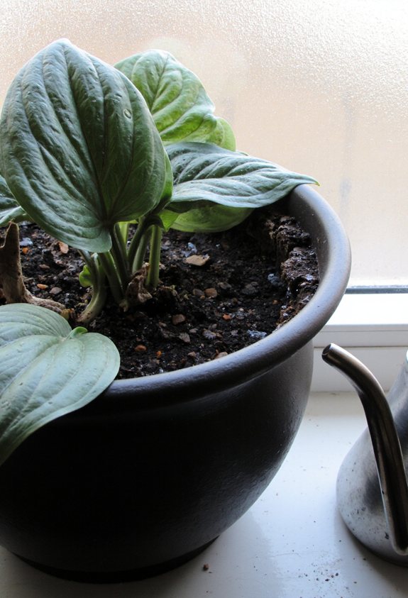 winter watering schedule trimmed