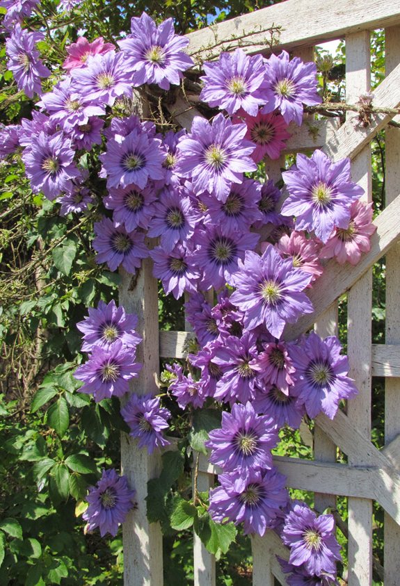 wooden trellis blooming clematis