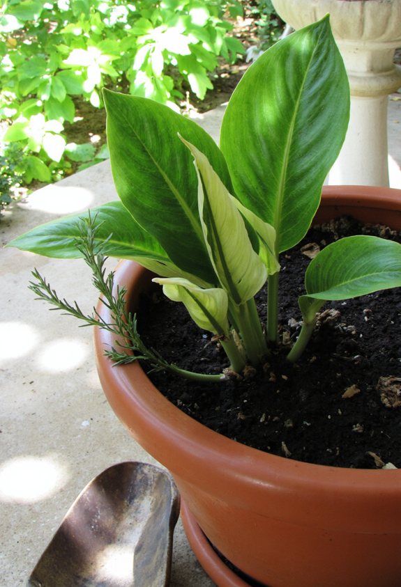 yellow hostas need care