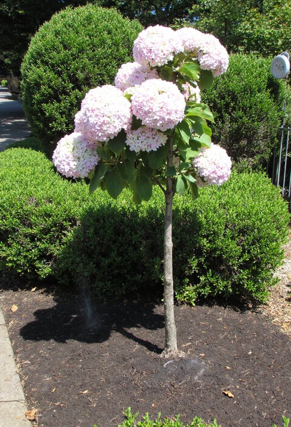young tree watering schedule