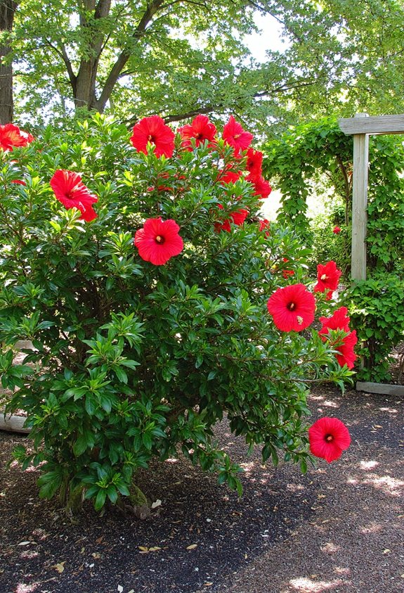 balanced fertilizer for continuous blooming