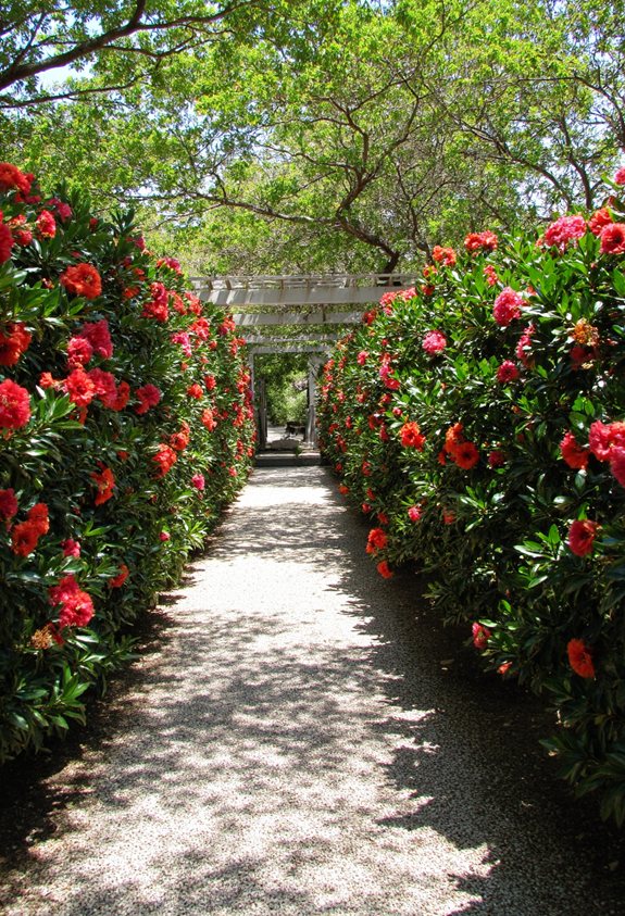 dense hibiscus privacy screen