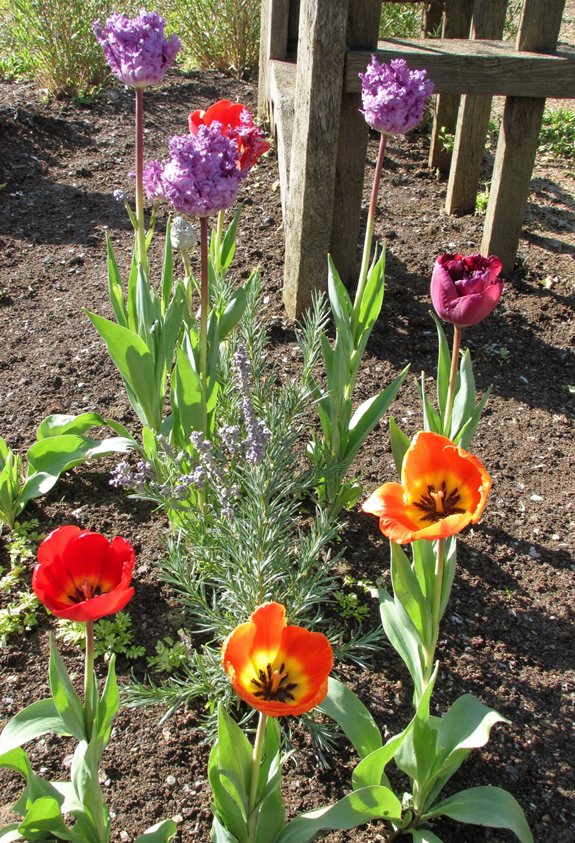 fragrant herb tulip pairing