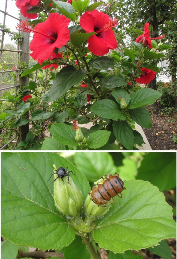 hibiscus pest invasion
