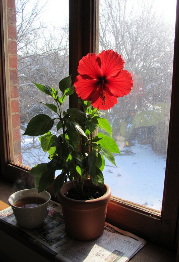 hibiscus rescue from cold