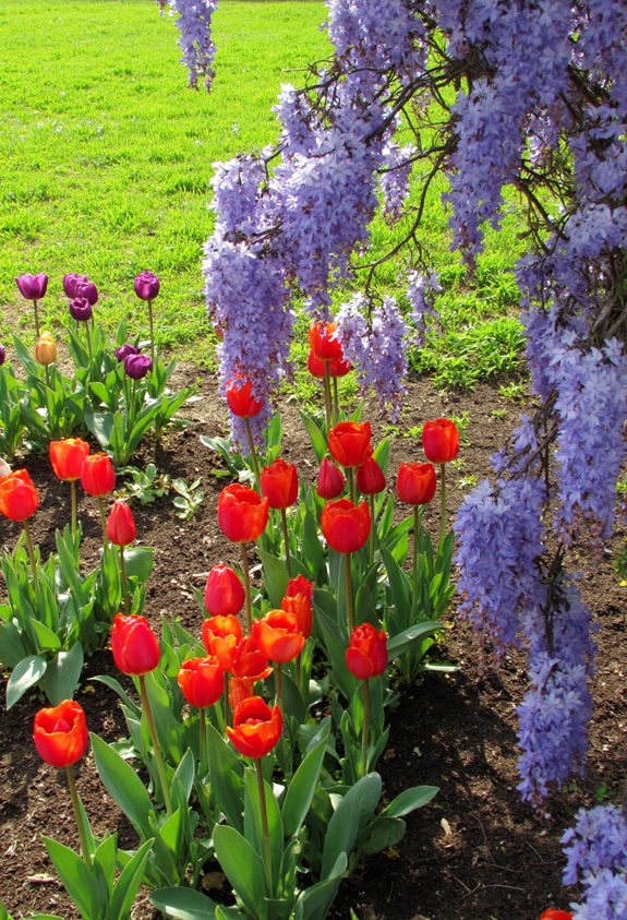 layered tulip and vine garden