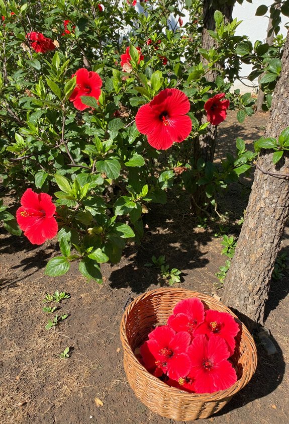 morning hibiscus tea preparation