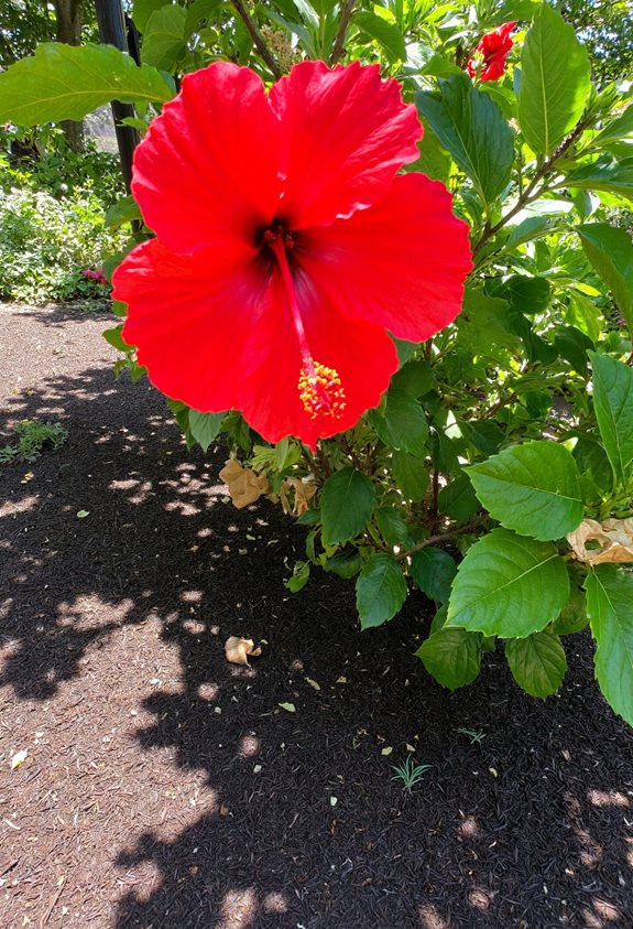 mulch for hibiscus health