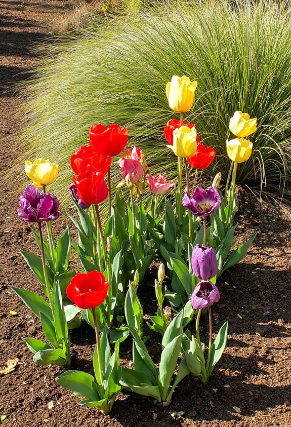 ornamental grasses enhance tulips