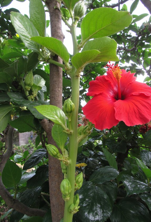 pinch shoots for bushier growth