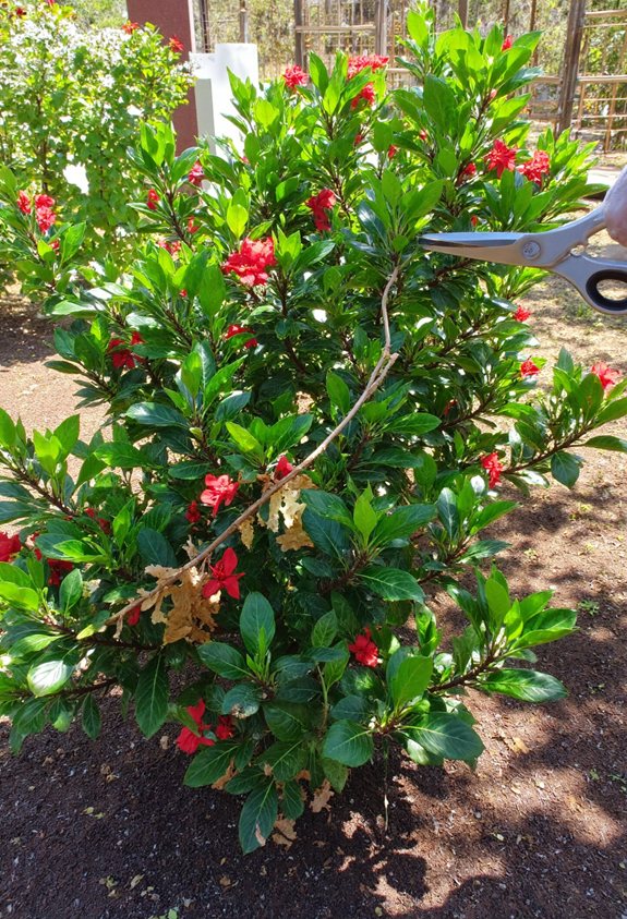prune hibiscus for growth