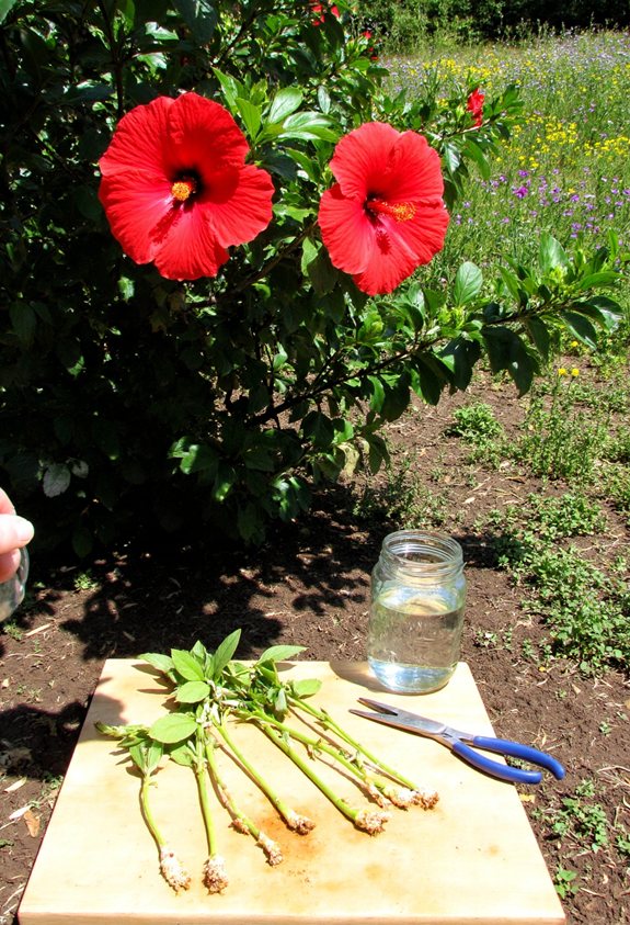 stem cuttings root hibiscus